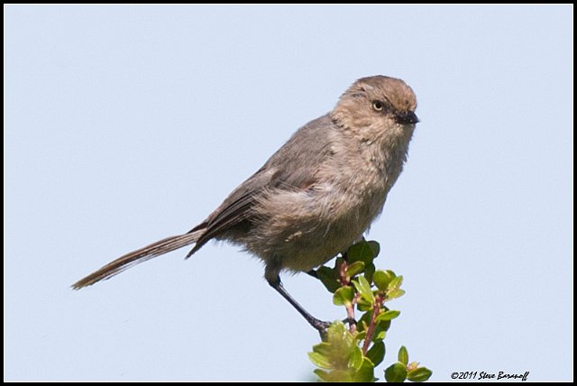 _1SB6625 bushtit.jpg - Female